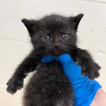 Domestic Short Hair Cats Available for Adoption in Lyndhurst, Virginia - SVAS-Stray-38712 | PetCurious