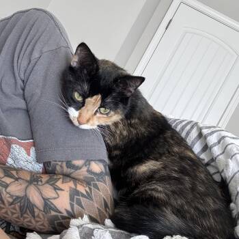 Domestic Short Hair Cats Available for Adoption in Nashville, Tennessee - Patches | PetCurious