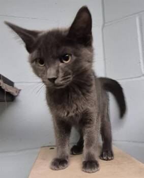 Domestic Short Hair Cats Available for Adoption in Decatur, Illinois - HONEY LEMON | PetCurious