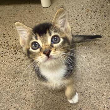 Finn The Human -  Domestic Short Hair Cat for Adoption in Keizer, Oregon - Finn The Human | PetCurious