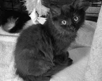 Rescue Maine Coon Cats for Adoption in Ypsilanti, Michigan - Floof      (Maine Coon X) | PetCurious
