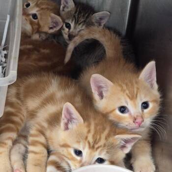 Texas -  Domestic Short Hair Cat for Adoption in Hattiesburg, Mississippi - Texas | PetCurious