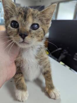 Diet Coke -  Domestic Short Hair Cat for Adoption in New Cumberland, West Virginia - Diet Coke | PetCurious
