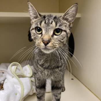 Brylee -  Domestic Short Hair Cat for Adoption in Dayton, Ohio - Brylee | PetCurious