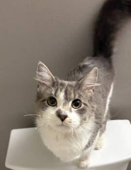 Willow -  Domestic Medium Hair Cat for Adoption in St. Peters, Missouri - Willow | PetCurious