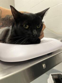 TAM -  Domestic Short Hair Cat for Adoption in Indianapolis, Indiana - TAM | PetCurious