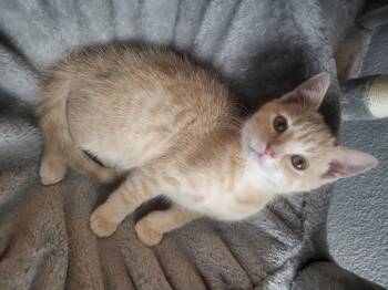 Rescue Domestic Short Hair Cats for Adoption in Greenwood, Indiana - Mr. Fix-It | PetCurious