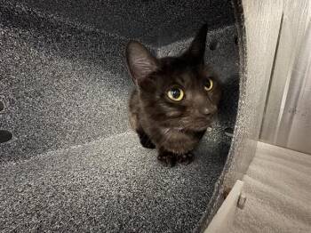 Domestic Short Hair Cats Available for Adoption in Pueblo, Colorado - TINY RAISIN | PetCurious