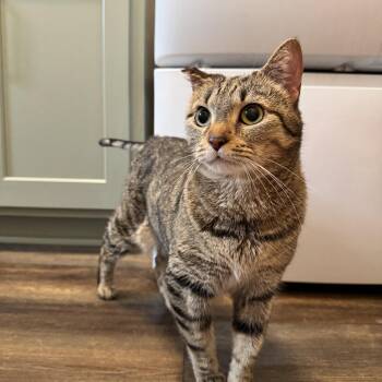 Domestic Short Hair Cats Available for Adoption in Hartville, Ohio - Mila | PetCurious