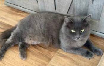 Rescue Maine Coon and Russian Blue Cats for Adoption in Bow, Washington - Vivian | PetCurious