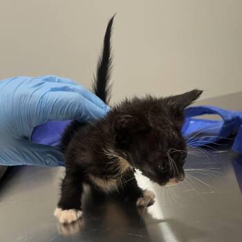 Sir Topham Hatt -  Domestic Short Hair Cat for Adoption in Richmond Hill, Georgia - Sir Topham Hatt | PetCurious