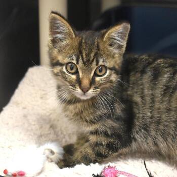 Fire - Shy & Sweet -  Domestic Short Hair Cat for Adoption in Flagstaff, Arizona - Fire - Shy & Sweet | PetCurious