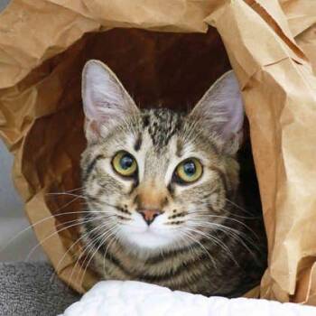 Domestic Short Hair Cats Available for Adoption in Atlanta, Georgia - Sakura | PetCurious