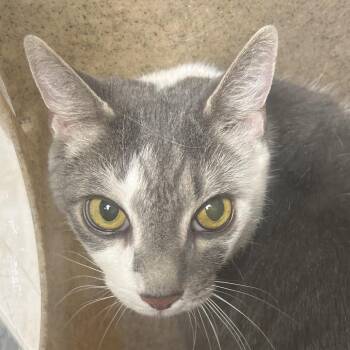 Domestic Short Hair Cats Available for Adoption - Samson | PetCurious