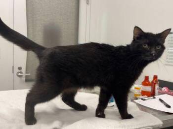 Domestic Short Hair Cats Available for Adoption in Kansas City, Missouri - Scary Sherry: Bianca