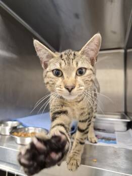 Domestic Short Hair Cats Available for Adoption in Hagerstown, Maryland - MARINA | PetCurious