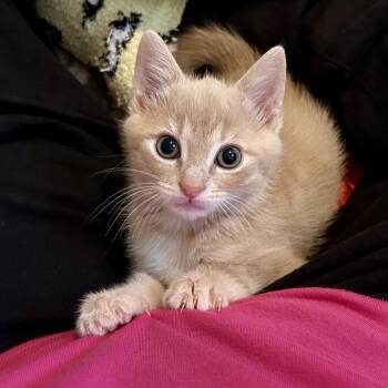 Birdman -  Domestic Short Hair Cat for Adoption in Roswell, Georgia - Birdman | PetCurious