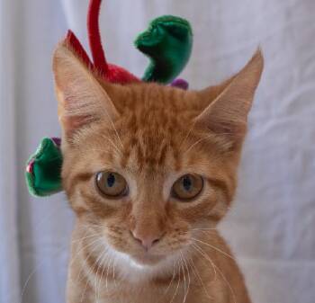 Domestic Short Hair Cats Available for Adoption - Chicken Nugget | PetCurious