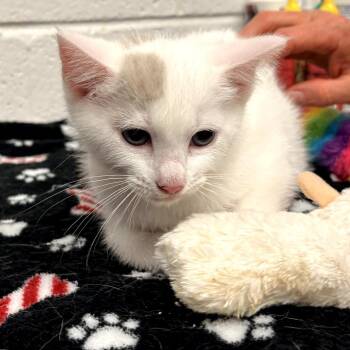 Domestic Short Hair Cats Available for Adoption in Evensville, Tennessee - Cinderella 4 | PetCurious