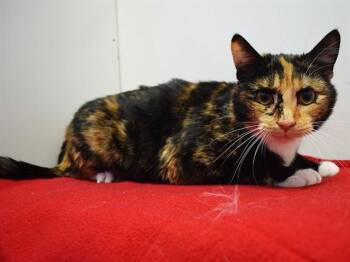Domestic Short Hair Cats Available for Adoption in Sacramento, California - HANNA | PetCurious