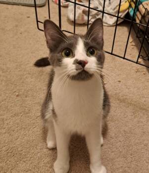 Domestic Short Hair Cats Available for Adoption in Springfield, Oregon - Columbo | PetCurious