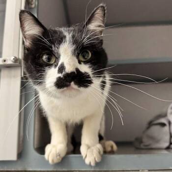 Holland -  Domestic Short Hair Cat for Adoption in Waterloo, Iowa - Holland | PetCurious