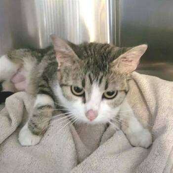 Domestic Short Hair Cats Available for Adoption in Belleville, Illinois - Laurie- Belleville PetSmart | PetCurious