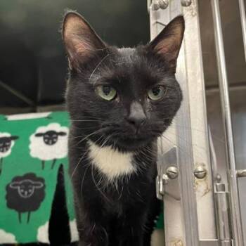 Domestic Short Hair Cats Available for Adoption in Wheaton, Illinois - Cynthia | PetCurious