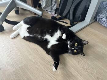 Rescue Domestic Short Hair Cats for Adoption in New York, New York - Munchie | PetCurious