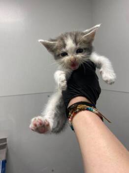 Michael -  Domestic Short Hair Cat for Adoption in Sevierville, Tennessee - Michael | PetCurious