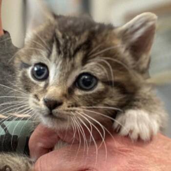 Rescue Tabby Cats for Adoption in Blackfoot, Idaho - Artemis | PetCurious