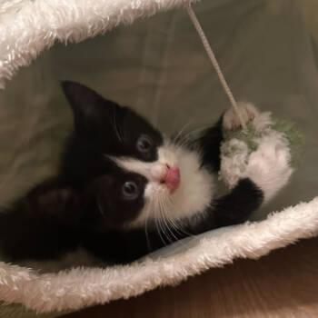 Rescue Domestic Medium Hair Cats for Adoption in Pahoa, Hawaii - Starscream | PetCurious