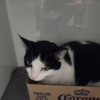 Rescue Domestic Short Hair Cats for Adoption in Branson, Missouri - Orion | PetCurious