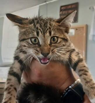 Mariam -  Domestic Short Hair Cat for Adoption in West Memphis, Arkansas - Mariam | PetCurious