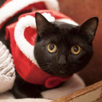 Rescue Domestic Short Hair Cats for Adoption in Aberdeen, Washington - Phoenix | PetCurious