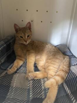 Domestic Short Hair Cats Available for Adoption in Kalamazoo, Michigan - Elijah | PetCurious