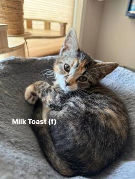 Rescue Domestic Short Hair Cats for Adoption in Inman, South Carolina - Toast | PetCurious
