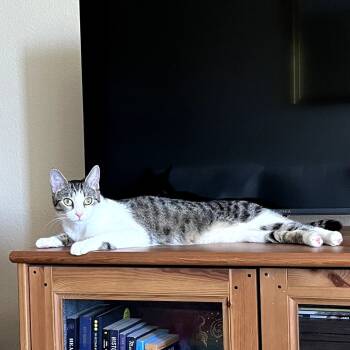 Rescue Domestic Short Hair Cats for Adoption in San Diego, California - Luggage | PetCurious
