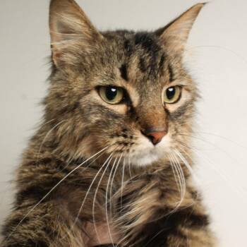 Domestic Medium Hair Cats Available for Adoption in Minnetonka, Minnesota - Paul Bunyan C69214 | PetCurious