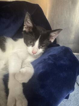 Holstein -  Domestic Short Hair Cat for Adoption in Marietta, Georgia - Holstein | PetCurious
