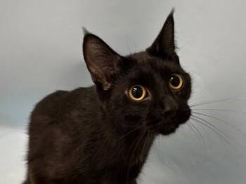 Leopard -  Domestic Short Hair Cat for Adoption in Woodbury, Minnesota - Leopard | PetCurious