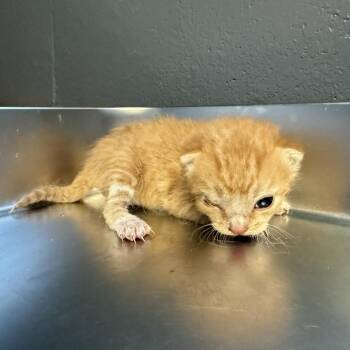Domestic Short Hair Cats Available for Adoption in Tuscaloosa, Alabama - TUSC-Stray-84561 | PetCurious