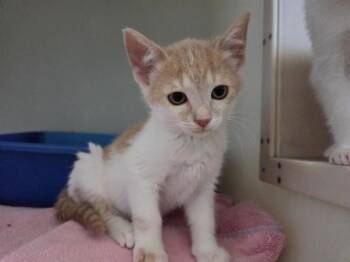 MOOSE -  Domestic Short Hair Cat for Adoption in Salinas, California - MOOSE | PetCurious