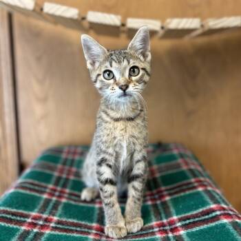 Cookie Cutter--In Foster -  Domestic Short Hair Cat for Adoption in Fargo, North Dakota - Cookie Cutter--In Foster | PetCurious
