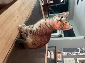 Rescue Domestic Short Hair Cats for Adoption in Seneca, South Carolina - Wazowski | PetCurious