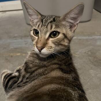 Tony -  Tabby and Oriental Tabby Cat for Adoption in Palm Desert, California - Tony | PetCurious
