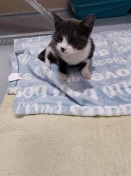 A384842 -  Domestic Short Hair Cat for Adoption in Ocala, Florida - A384842 | PetCurious