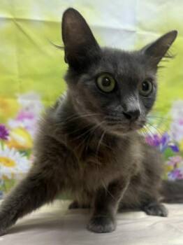Wisp -  Domestic Medium Hair and Domestic Short Hair Cat for Adoption in San Antonio, Texas - Wisp | PetCurious