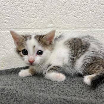 Lucky Duck -  Domestic Short Hair Cat for Adoption in Charlottesville, Virginia - Lucky Duck | PetCurious
