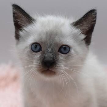 Siamese Cats Available for Adoption in Mobile, Alabama - Tabasco | PetCurious